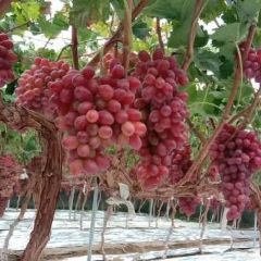 凉山葡萄代办小张