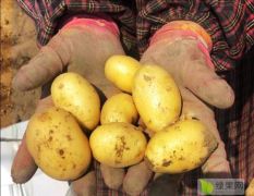 精品滕州迷你土豆，价格实惠大量供应
