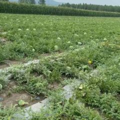 现有地雷2.5万斤，盛天龙5万斤