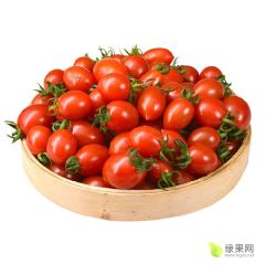 山东聊城莘县贝贝圣女果六号代办