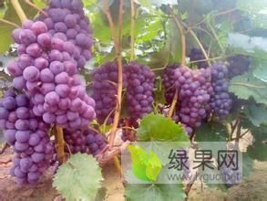 红提，绿提，夏黑，户太八号葡萄，