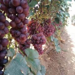 巨峰葡萄，串大，果面干净，特别甜，货源充足