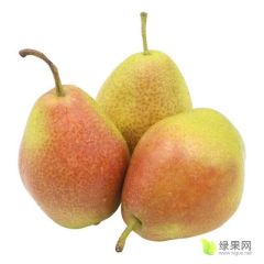 陕西大荔红香酥梨产地批发，一手货源！