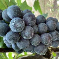 河北昌黎批发夏黑葡萄