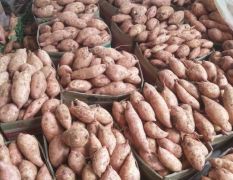 湖北宜城红薯大量供应，品种齐全，产地直发！
