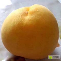 蒙阴蜜桃水蜜桃黄桃黄金蟠桃红桃大量供应