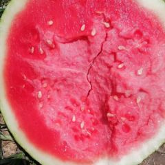 直播苗黑无籽产地直销，价格美丽