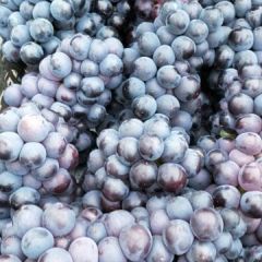河北省邯郸市永年区产地直销 巨峰 夏黑 乒乓球葡萄价格低