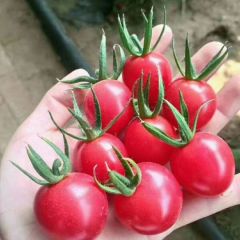 山东聊城莘县秋季圣女果大量上市