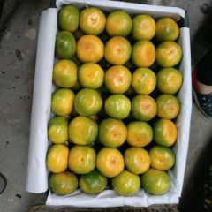 湖北特早蜜桔大量上市