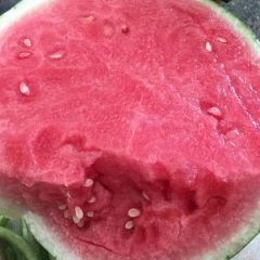 甘肃大棚头批无籽美都西瓜