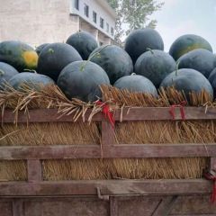 河南扶沟黑皮无籽大量上市