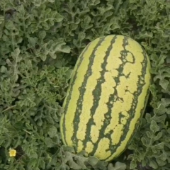 求购西瓜，力求农民、客户、吃瓜群众都开心