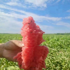 宁夏石头缝西瓜上市时间@ 宁夏硒砂瓜产地代办电话