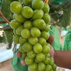 陕西阳光玫瑰葡萄批发，晴王葡萄基地直供，货源充足