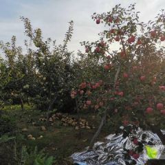 北纬39度辽宁瓦房店嘎啦苹果