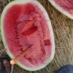 大量供应，金花一号，双红金城五号，西瓜