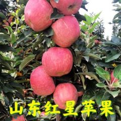 万亩纸袋红星苹果大量上市，全红，个大
