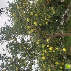 宁夏中卫市黄金帅大量供应