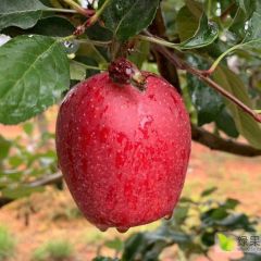 诚实代办不欺不骗