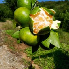 湖北丹江口市武当蜜桔陆续上市