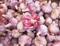中牟早熟紫皮蒜种，产地直销。