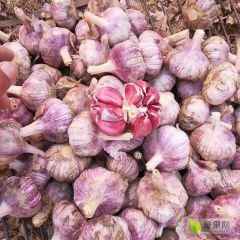 中牟早熟紫皮蒜种，产地直销。