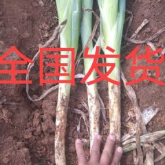 岱岳角峪王树兵章丘大葱