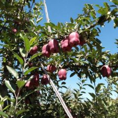 甘肃天水花牛苹果