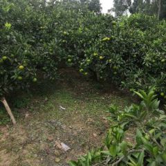 资阳蜜柑，个大味甜