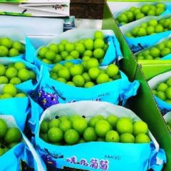 瓦房店晴王阳光玫瑰葡萄土城李官许屯