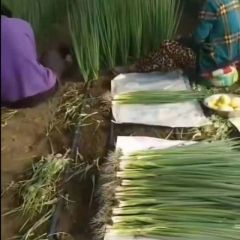 精品小香葱产地直发有需要的老板请联系
