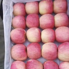 50万斤寒富预售没有代收费