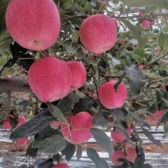 陕西省延安市延长县苹果直销，代办，代发