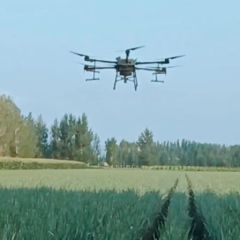 本人出售优质大葱