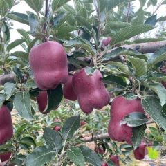 天水市花牛（蛇果）苹果