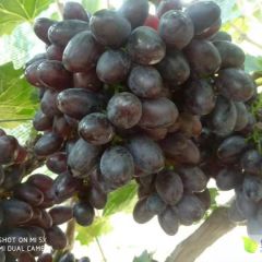 优质A17葡萄大量出售