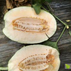 山东晓蜜大量上市