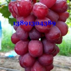 陕西省大荔县浪漫红颜基地，浪漫红颜葡萄产地种植批发