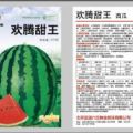 常年大量供应欢腾甜王西瓜品种