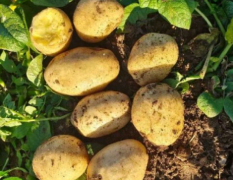 本人长期代办各种土豆