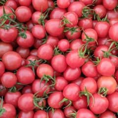 常年代办圣女果。品质好，颜色鲜亮，口感好。