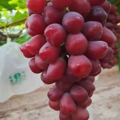 陕西浪漫红颜葡萄批发，浪漫红颜葡萄产地