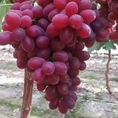 陕西克伦生葡萄批发，克伦生葡萄基地价格