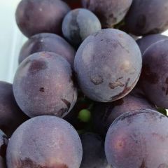 瓦房店富硒巨峰葡萄送礼啦