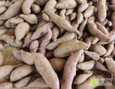 湖北省宜城市精品紫薯大量上市