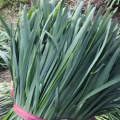 河南柘城万亩韭菜基地