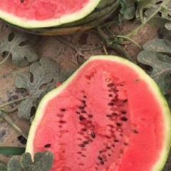 保定市清苑县种植西瓜二十于亩