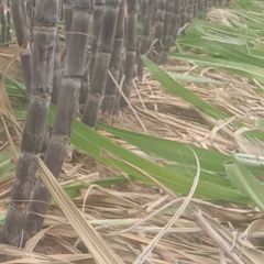 精品黑皮甘蔗已甜成熟上市中