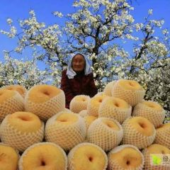 万荣县皇甫村酥梨